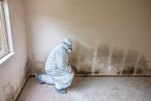 Best DIY Mold Remediation Support Services in North Pembroke, MA