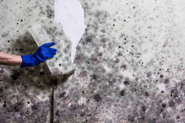 Best Industrial Mold Remediation in North Pembroke, MA