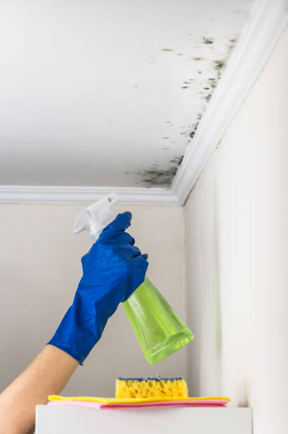 Best Residential Mold Remediation in North Pembroke, MA