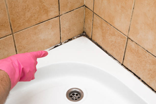 Best White Mold Remediation in North Pembroke, MA